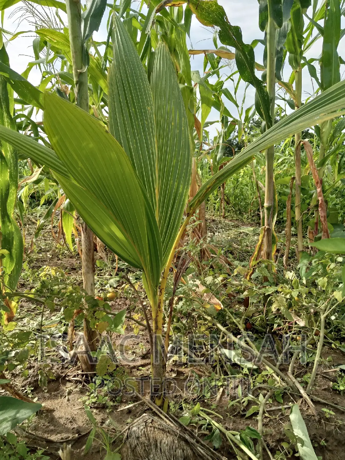 Do You Own Afarm Inghana or Are Youconsidering Startingone?