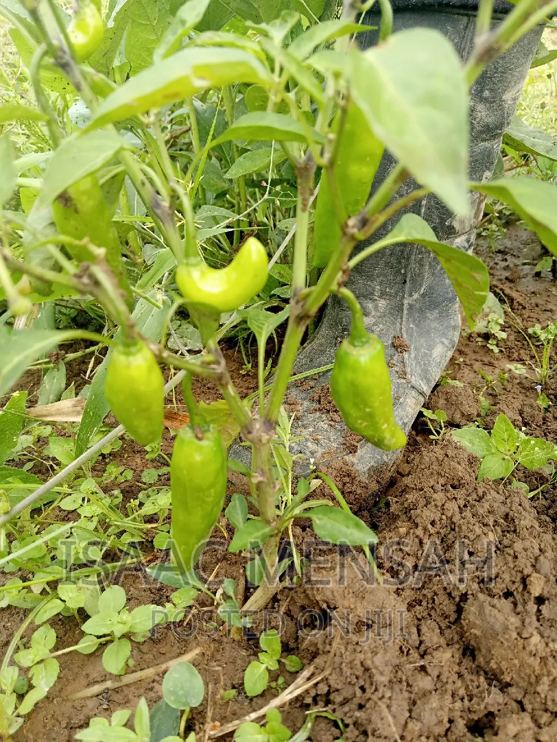 Do You Own Afarm Inghana or Are Youconsidering Startingone?