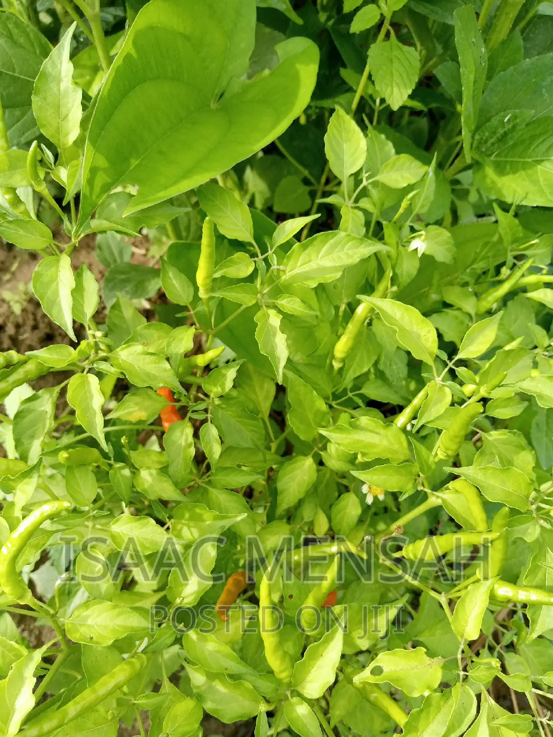 Do You Own Afarm Inghana or Are Youconsidering Startingone?