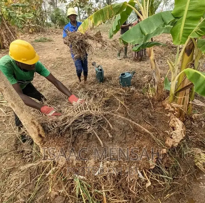 Do You Own Afarm Inghana or Are Youconsidering Startingone?