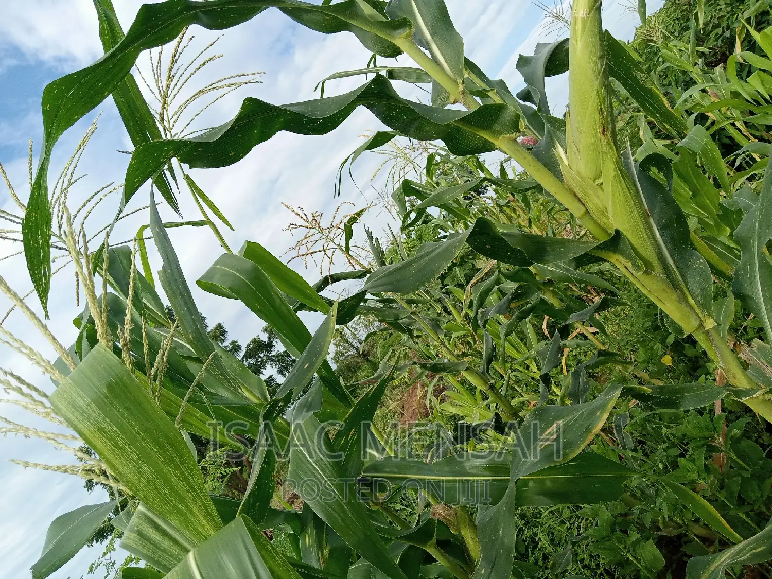 Do You Own Afarm Inghana or Are Youconsidering Startingone?