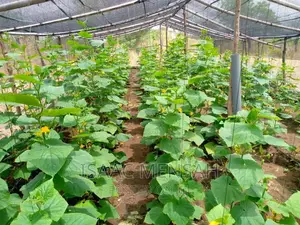 Do You Own Afarm Inghana or Are Youconsidering Startingone?