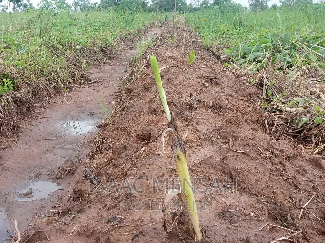 Do You Own Afarm Inghana or Are Youconsidering Startingone?