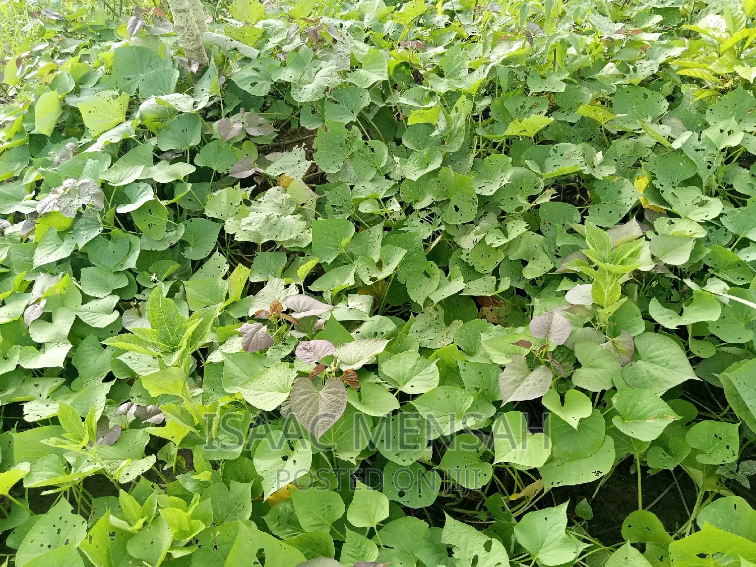 Do You Own Afarm Inghana or Are Youconsidering Startingone?