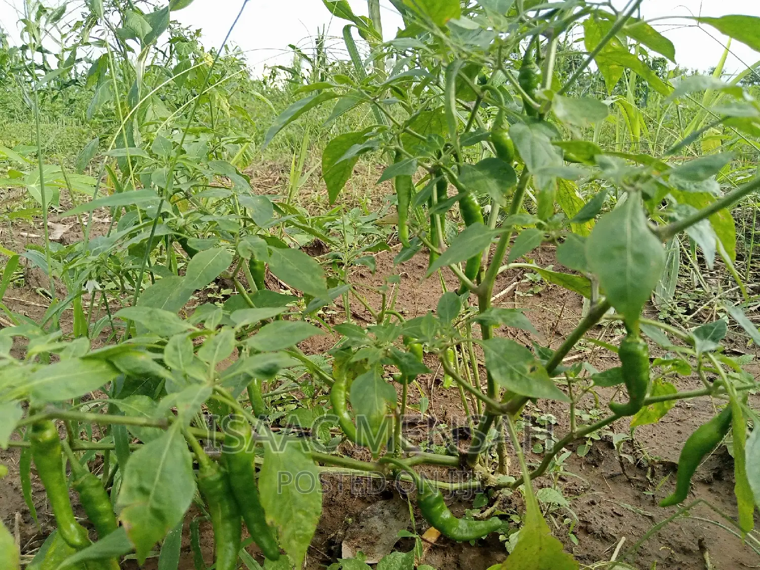 Do You Own Afarm Inghana or Are Youconsidering Startingone?