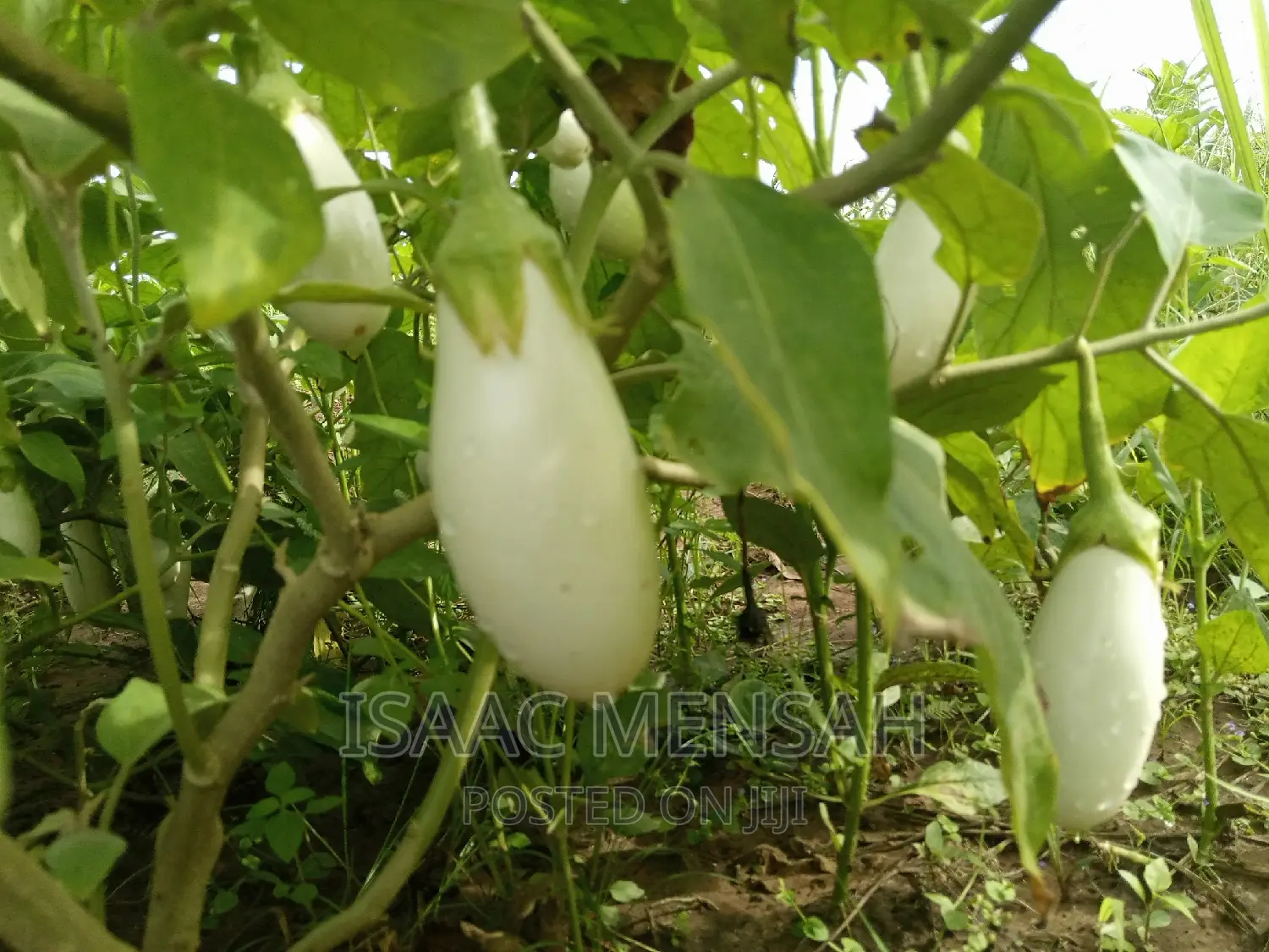 Do You Own Afarm Inghana or Are Youconsidering Startingone?