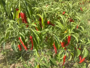 Long Chilli Pepper