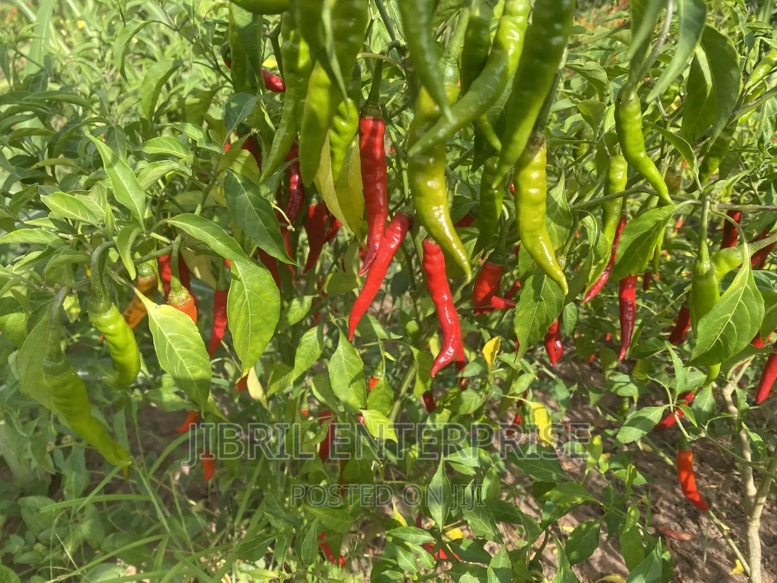 Long Chilli Pepper