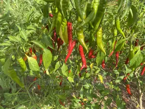 Long Chilli Pepper