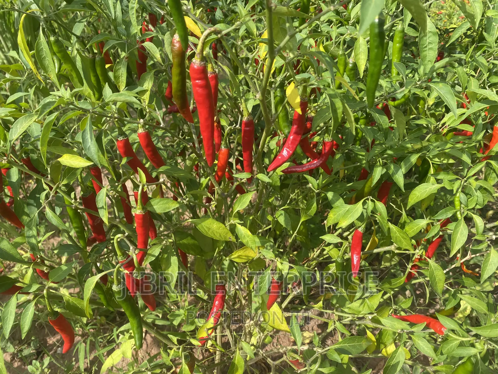 Long Chilli Pepper