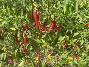 Long Chilli Pepper