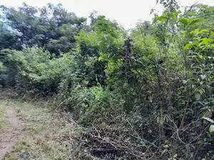 6000acres Land for Sale Asamankese Quashi Per Acre GHC 9000