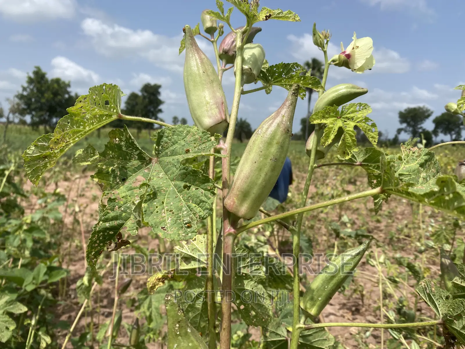 Short Burgundy Okro(Abelmoscus Esculentus)
