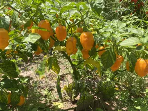 Yellow Habanero Pepper, Non Hybrid, High Yielding Variety, Very Hot.