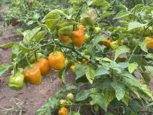 Yellow Habanero Pepper, Non Hybrid, High Yielding Variety, Very Hot.