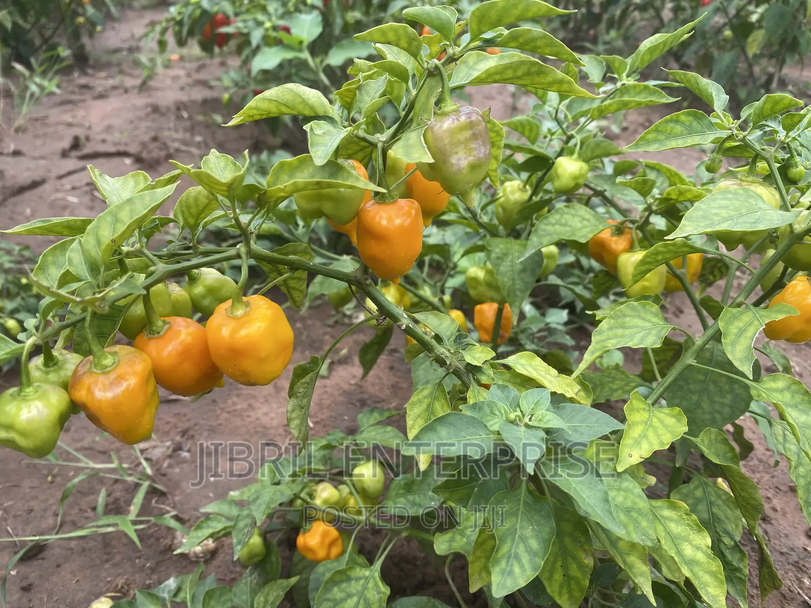 Yellow Habanero Pepper, Non Hybrid, High Yielding Variety, Very Hot.