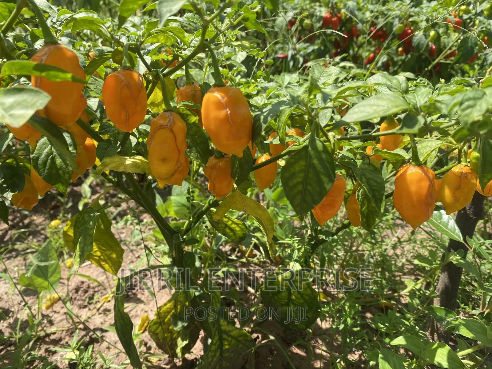 Yellow Habanero Pepper, Non Hybrid, High Yielding Variety, Very Hot.