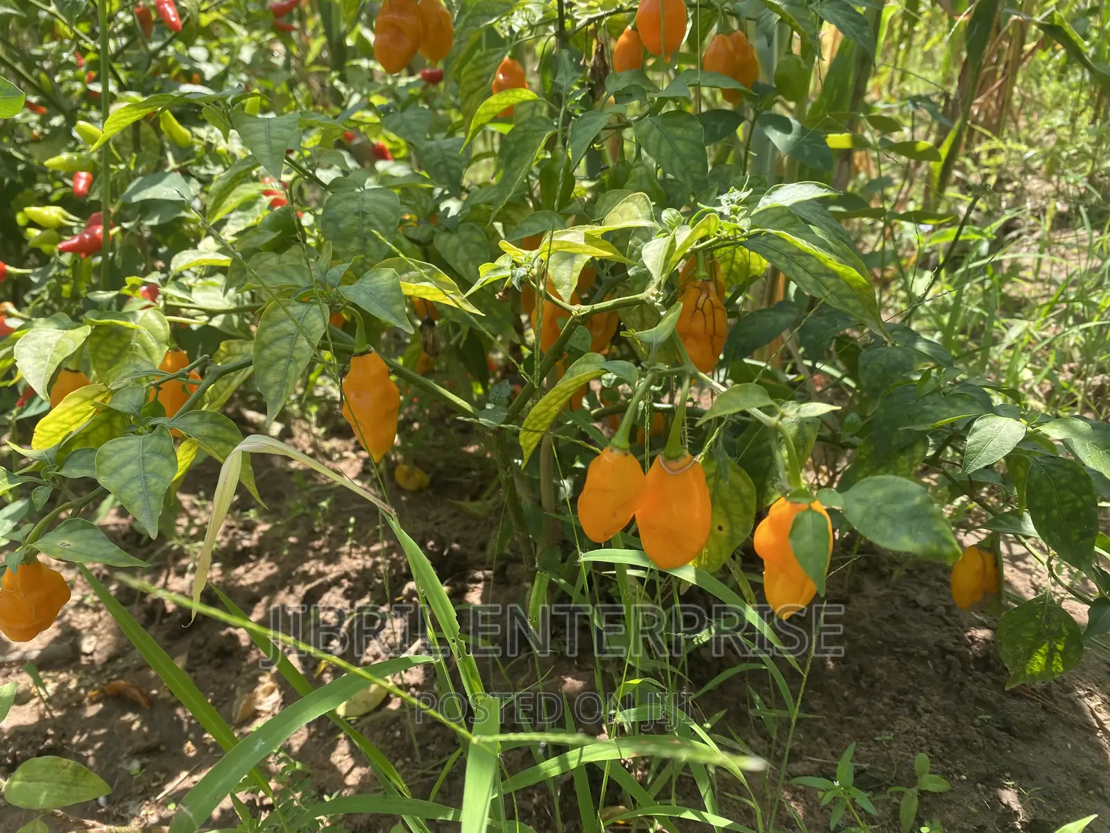 Yellow Habanero Pepper, Non Hybrid, High Yielding Variety, Very Hot.