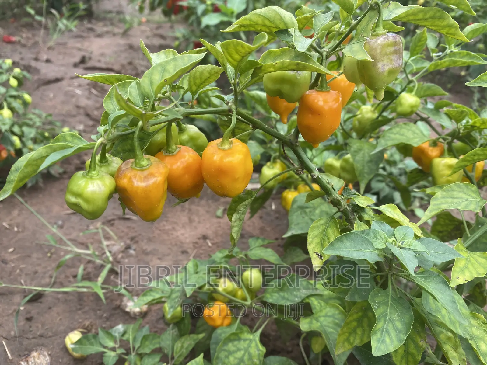 Yellow Habanero Pepper, Non Hybrid, High Yielding Variety, Very Hot.