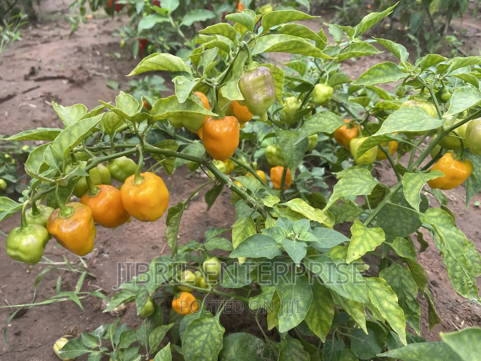 Yellow Habanero Pepper, Non Hybrid, High Yielding Variety, Very Hot.