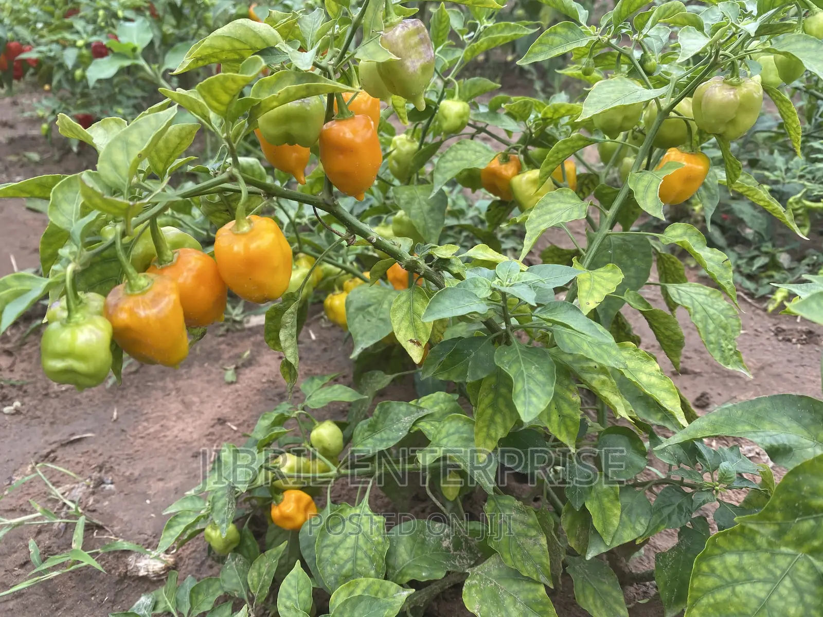 Yellow Habanero Pepper, Non Hybrid, High Yielding Variety, Very Hot.