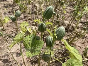 Togolese Dabo Okro(Abelmoscus Esculentus)