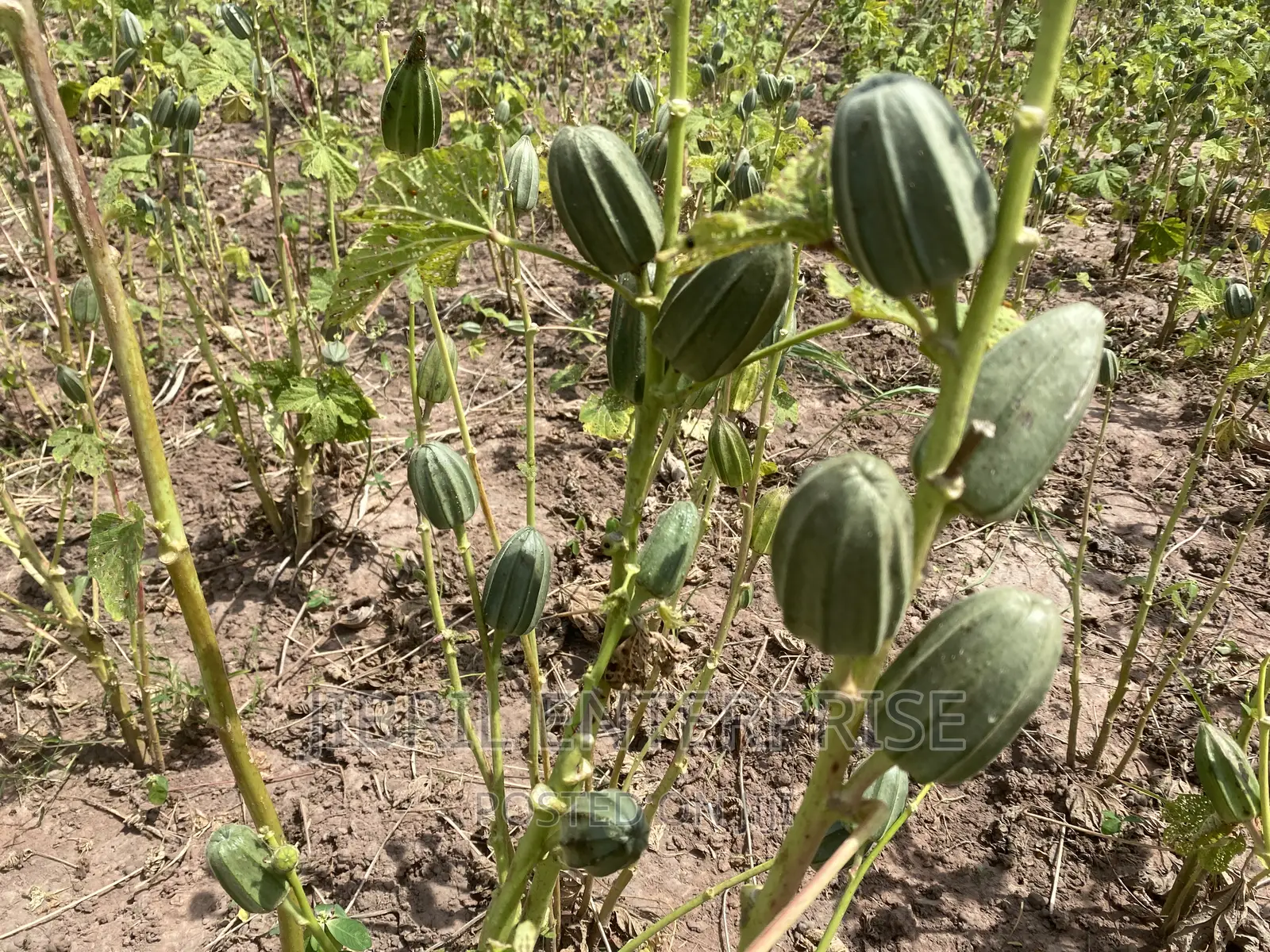 Togolese Dabo Okro(Abelmoscus Esculentus)