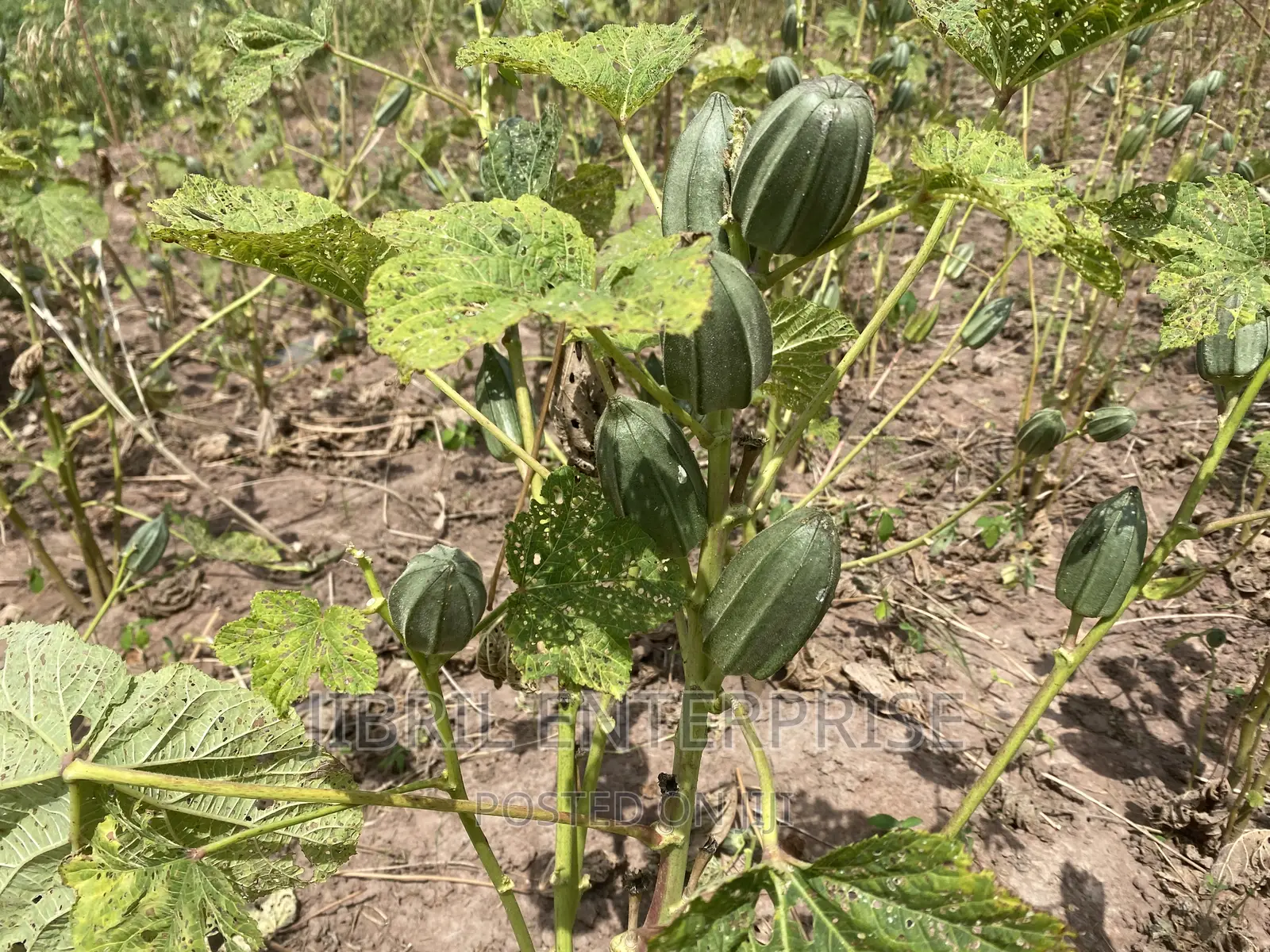 Togolese Dabo Okro(Abelmoscus Esculentus)
