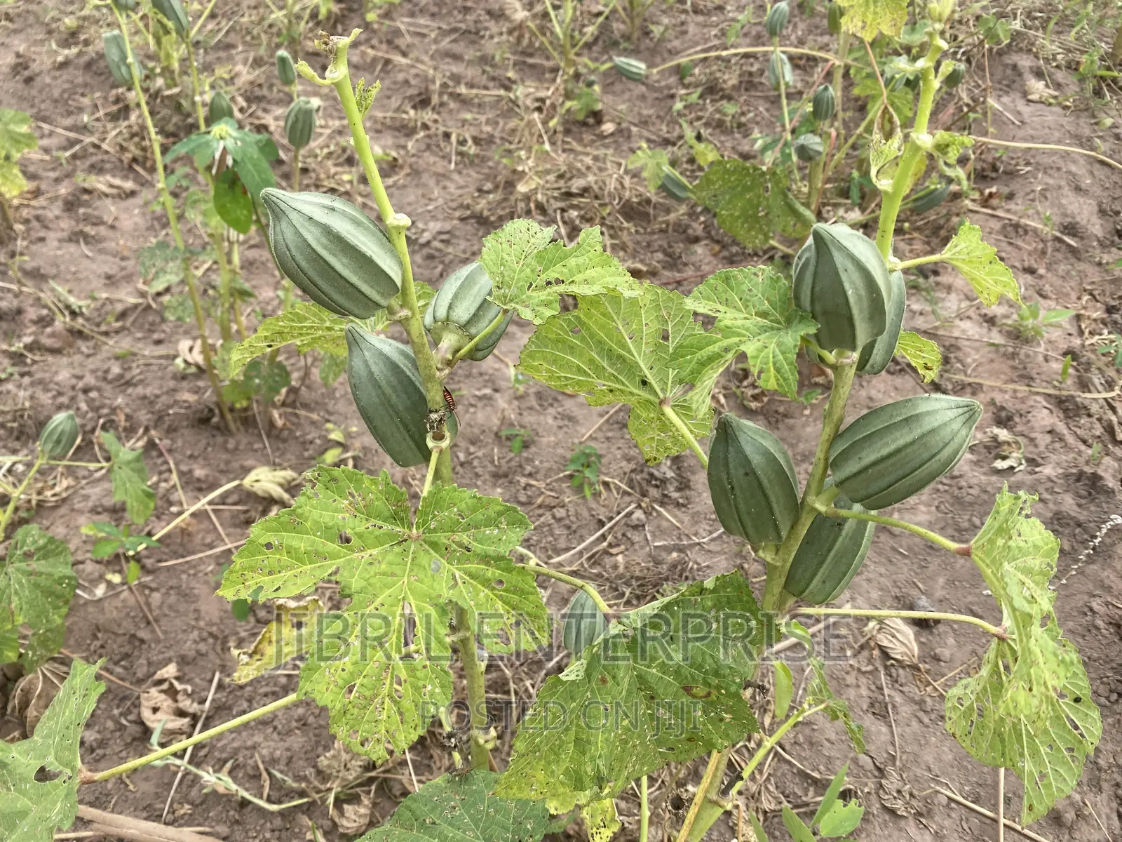 Togolese Dabo Okro(Abelmoscus Esculentus)