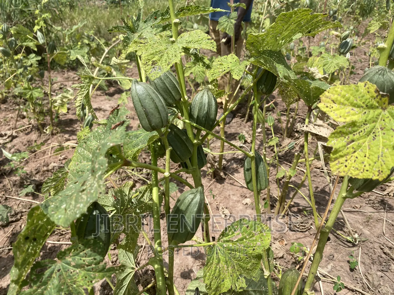 Togolese Dabo Okro(Abelmoscus Esculentus)