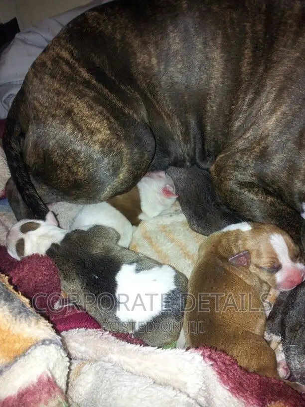 1-3 months Male Purebred American Pit Bull Terrier