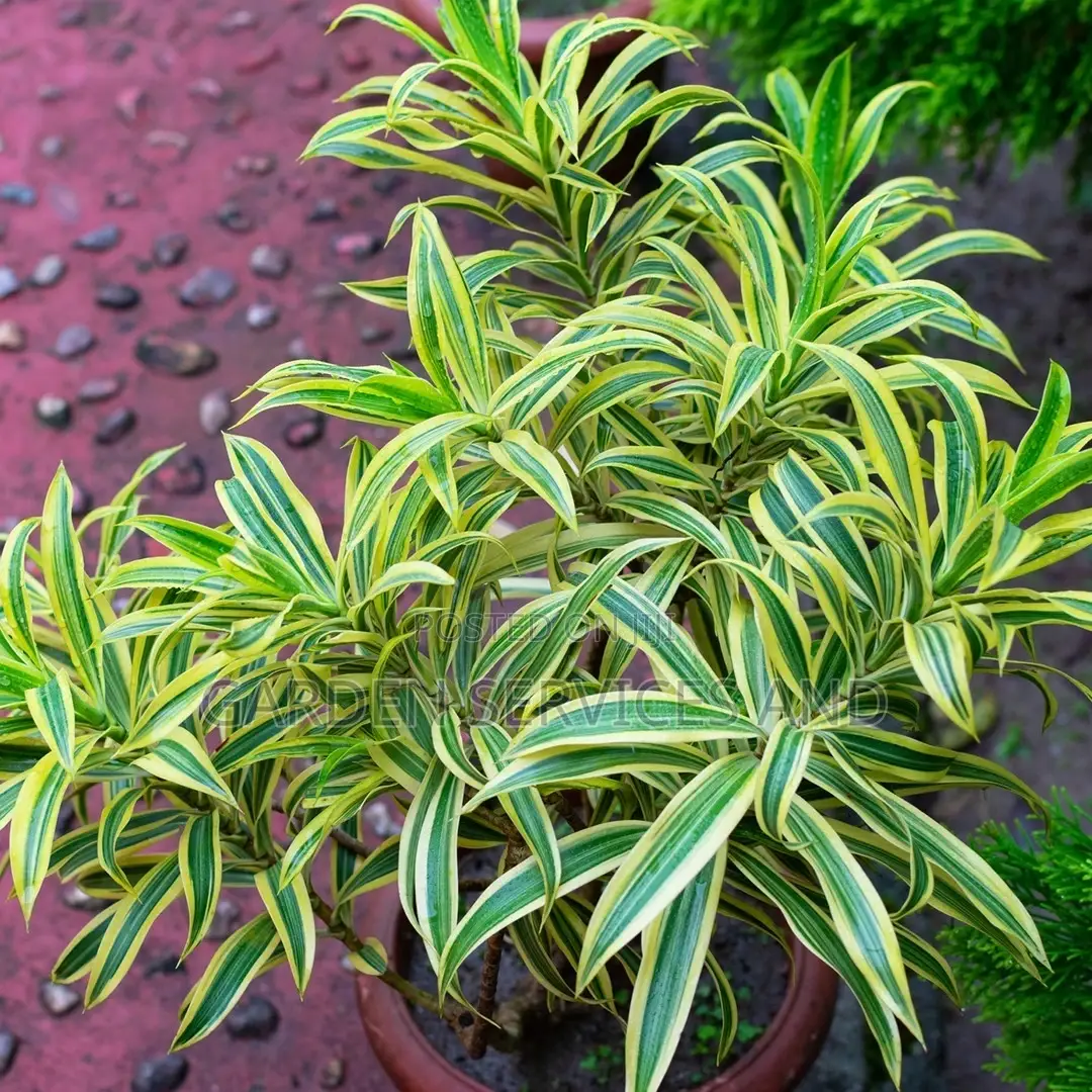 Dracaena for Sale