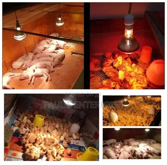 Heater Shade Lamp for New Born Piglet and Poultry Farmers