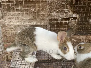 Matured Rabbits for Sale