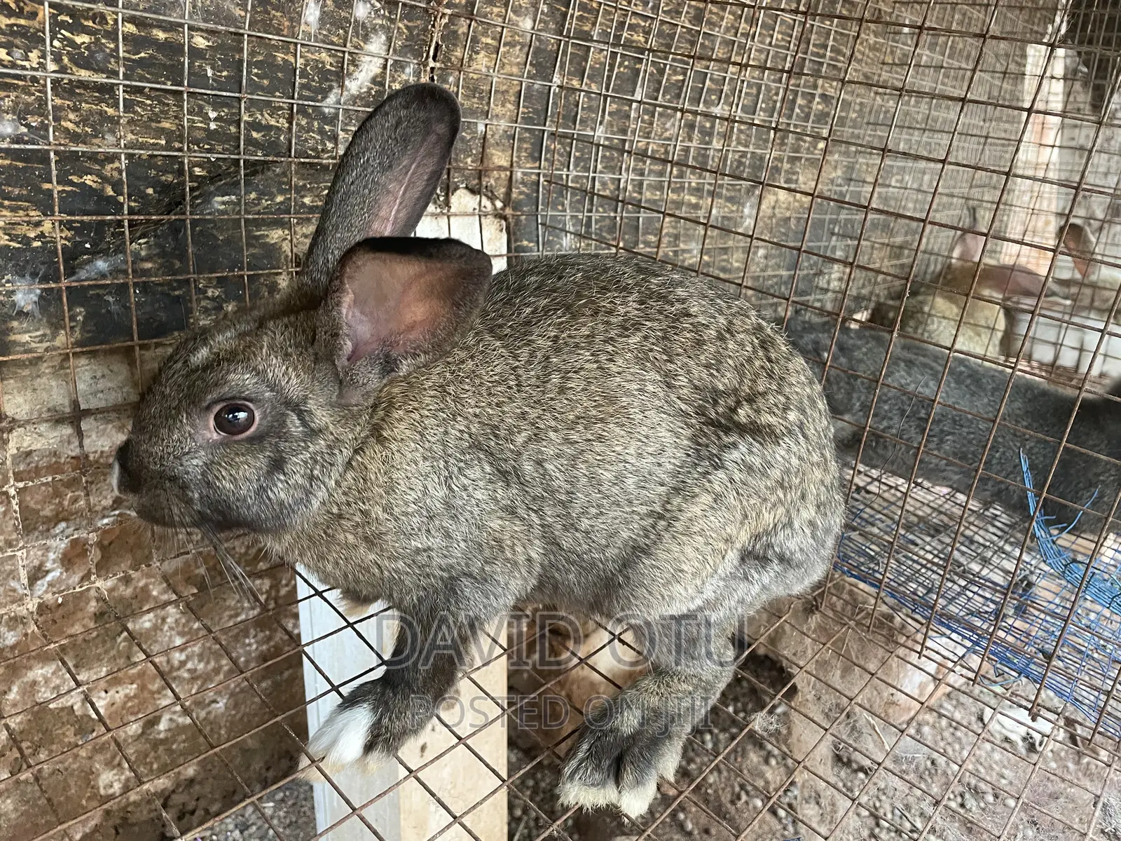 Matured Rabbits for Sale