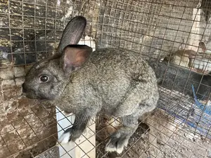 Matured Rabbits for Sale