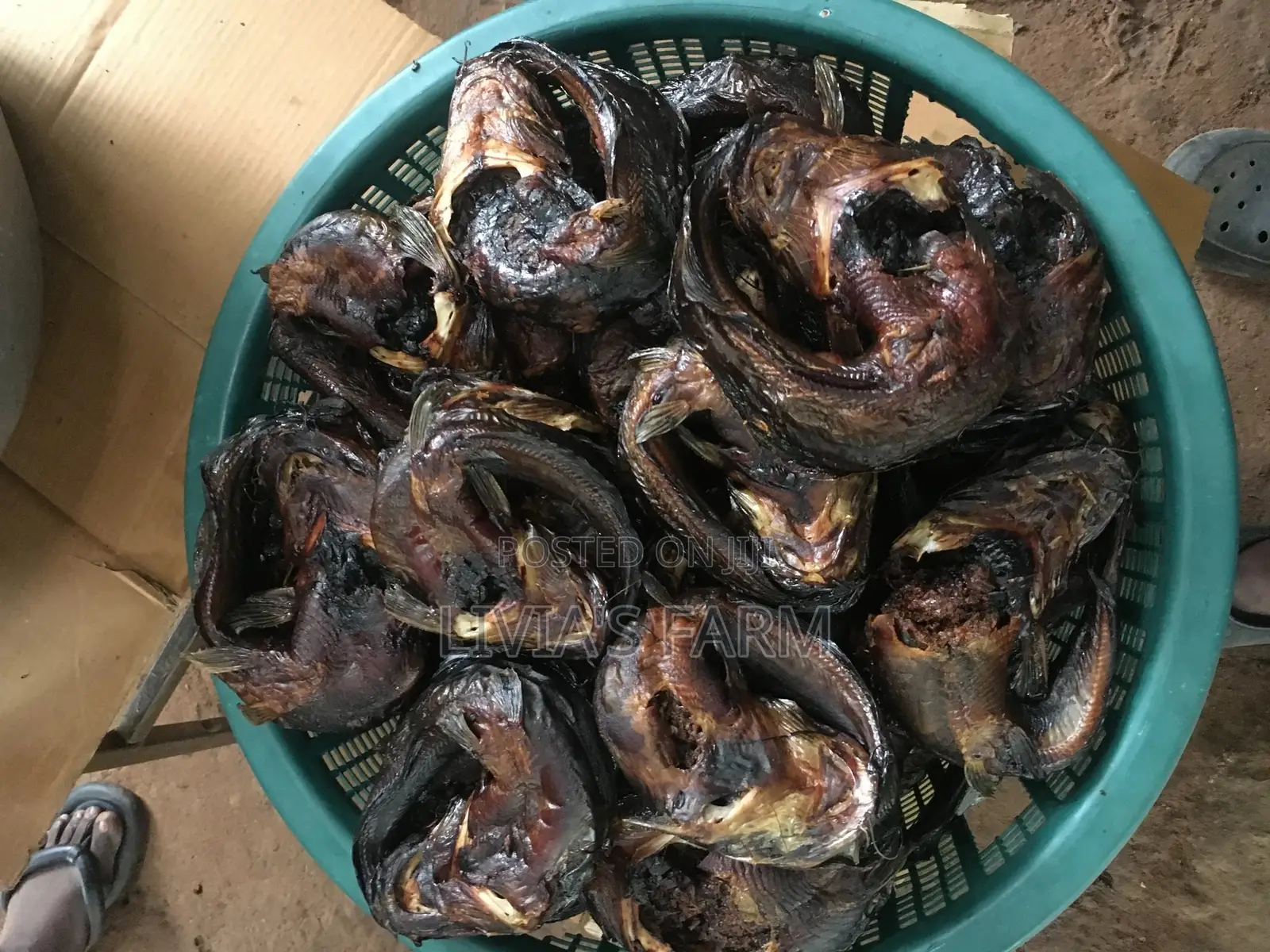 Highly Protein Cat Fish