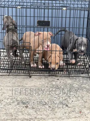 1-3 months Male Purebred American Bully