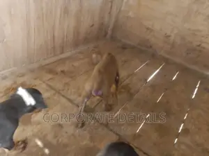 1-3 months Male Purebred Doberman Pinscher