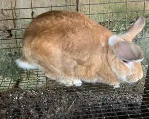 Rabbits For Sale