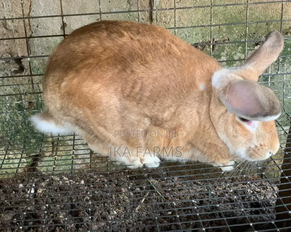 Rabbits For Sale