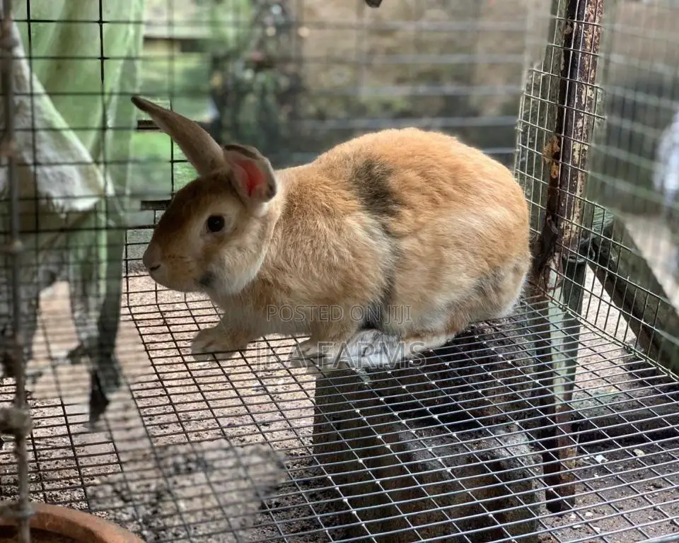 Rabbits For Sale