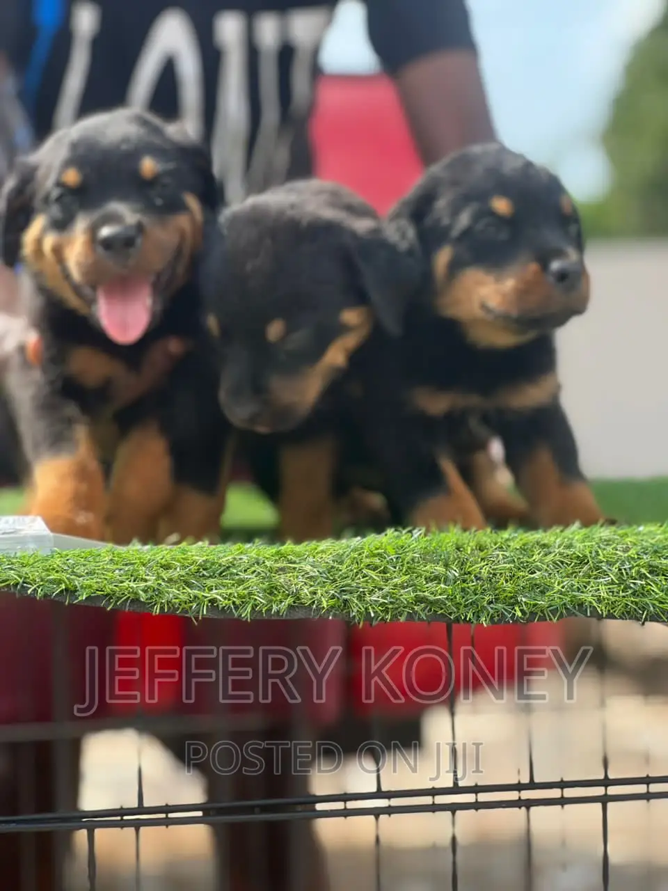 1-3 months Male Purebred Rottweiler