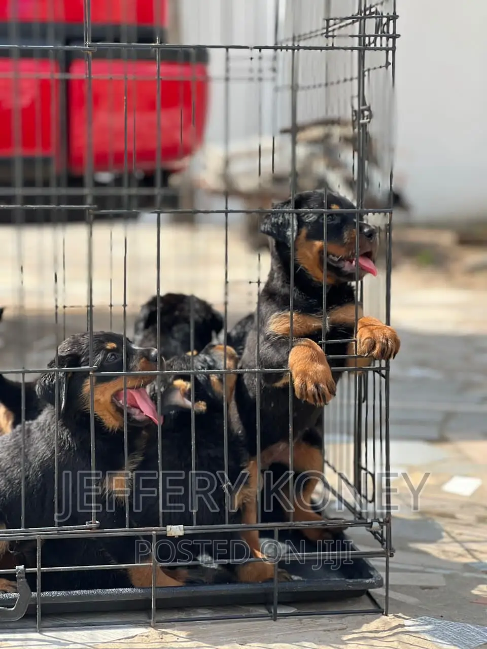 1-3 months Male Purebred Rottweiler