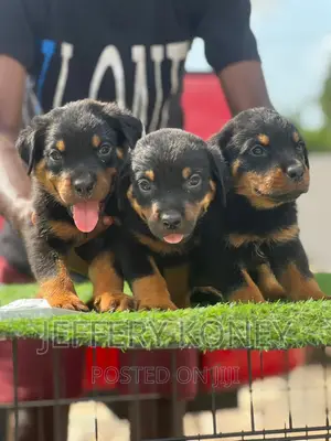 1-3 months Male Purebred Rottweiler