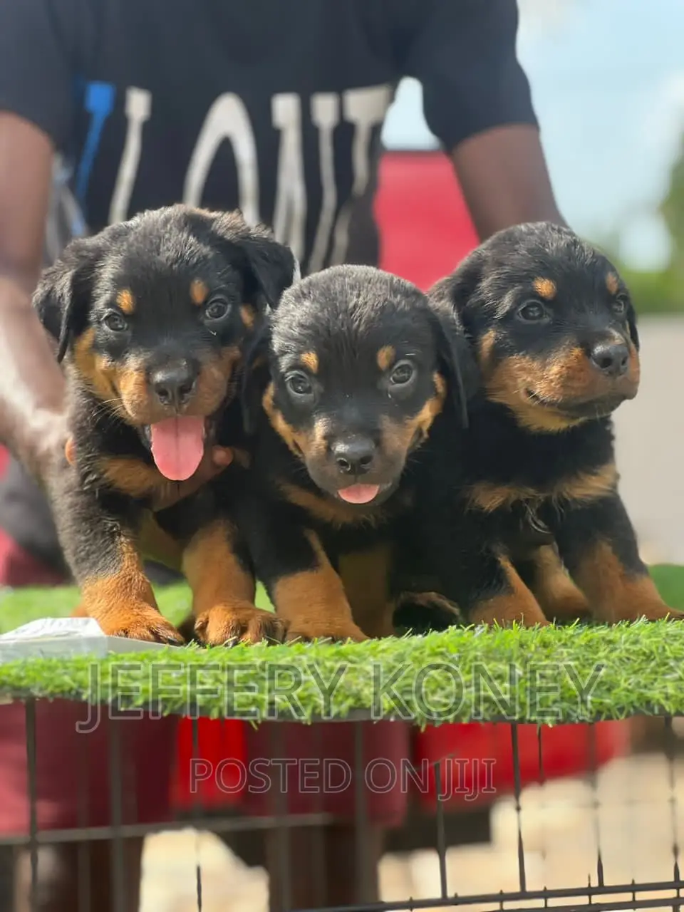 1-3 months Male Purebred Rottweiler