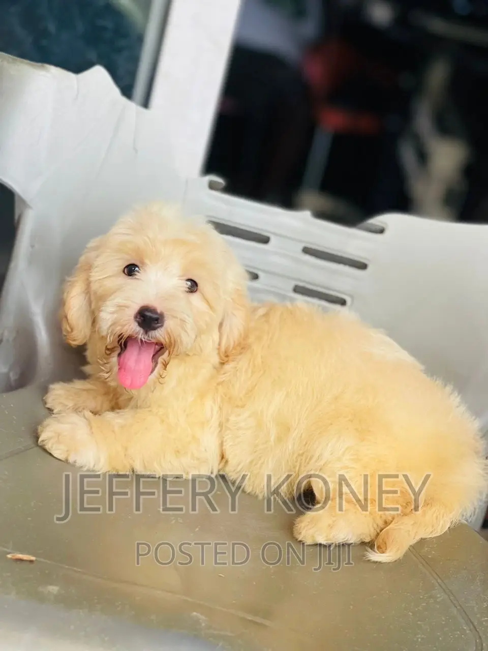 1-3 months Male Purebred Poodle