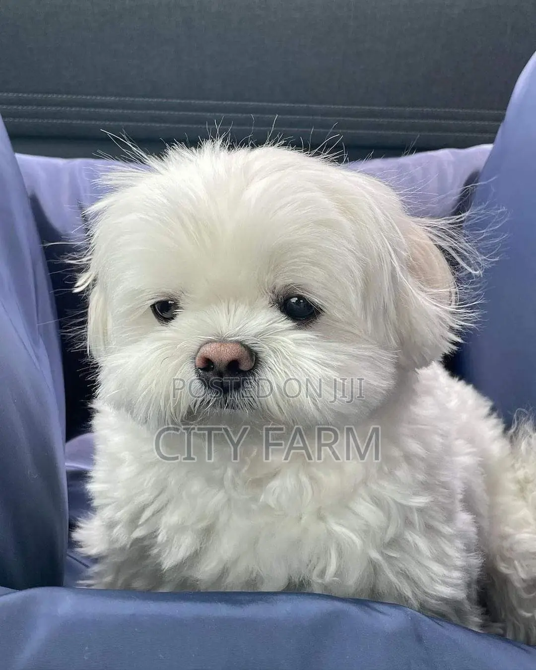 1-3 months Male Purebred Maltese
