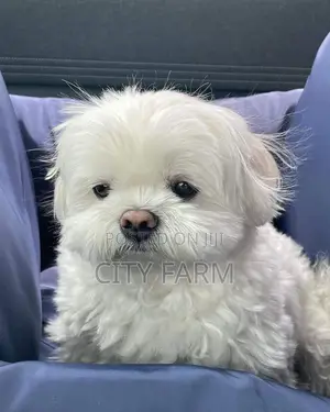 1-3 months Male Purebred Maltese