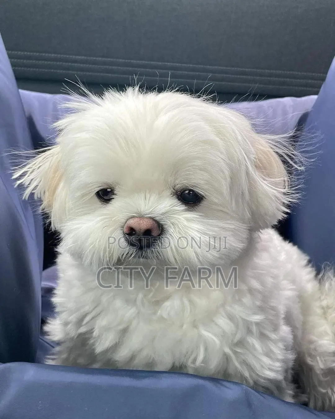 1-3 months Female Purebred Maltese
